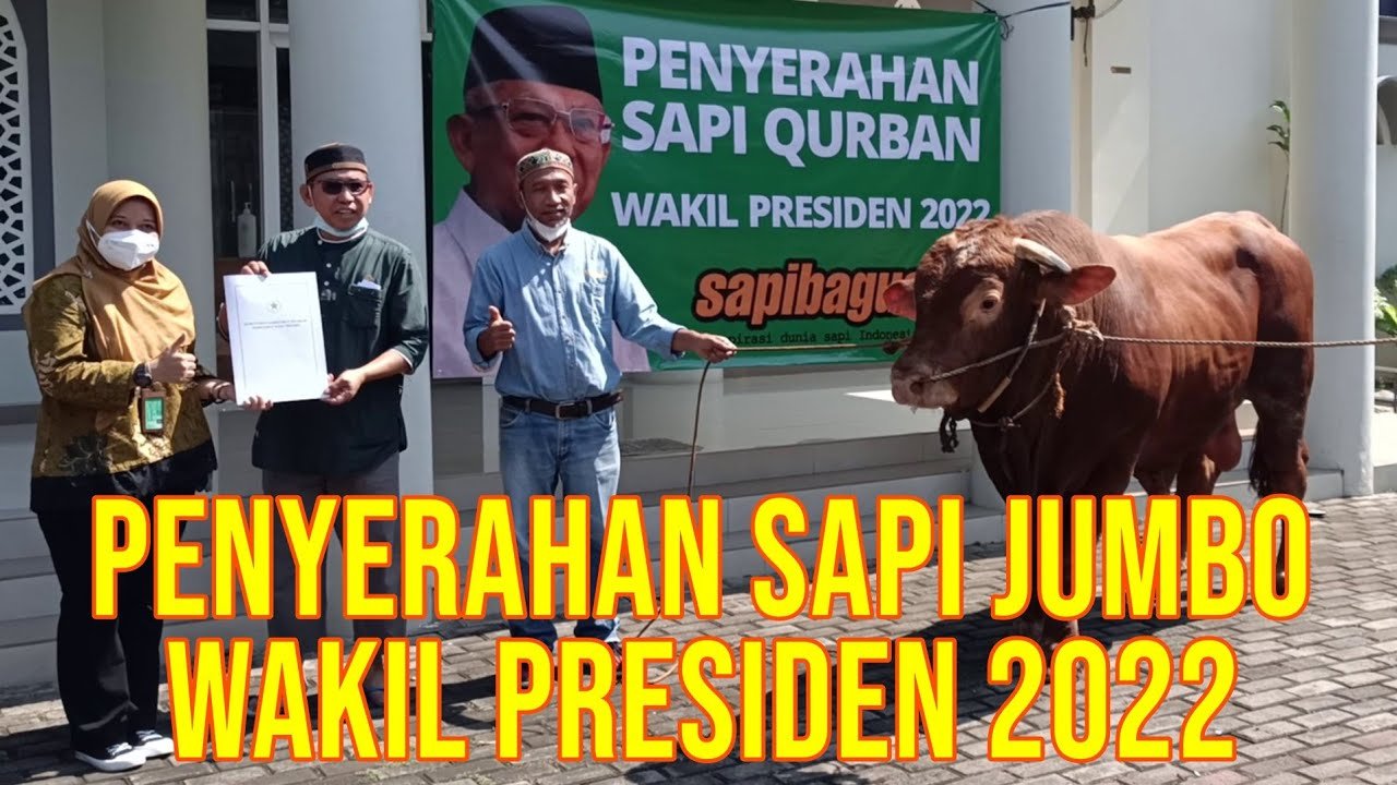 
                                 Sapi-Pesanan-Wakil-Presiden-RI-2022
